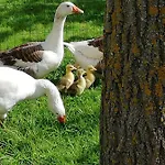 Alojamento de Acomodação e Pequeno-almoço Maella En Normandie- Confort -