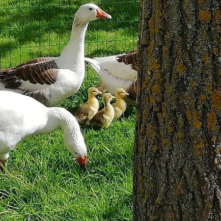 Bed & Breakfast Maella En Normandie- Confort -