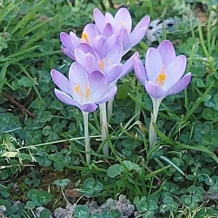 Bed & Breakfast Maella En Normandie- Confort - *