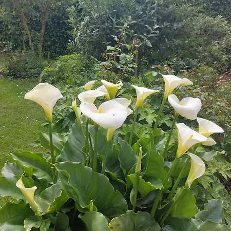 Bed & Breakfast Maella En Normandie- Confort - Saint-Michel-Tuboeuf