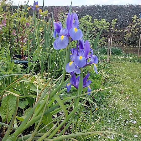 Maella En Normandie- Confort - *
