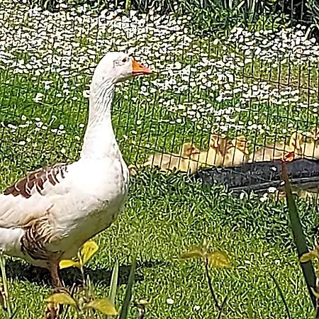 Maella En Normandie- Confort -