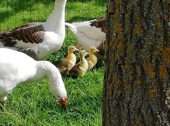 Alojamento de Acomodação e Pequeno-almoço Maella En Normandie- Confort -