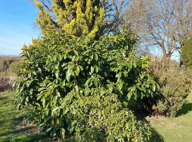 Maella En Normandie- Confort - *