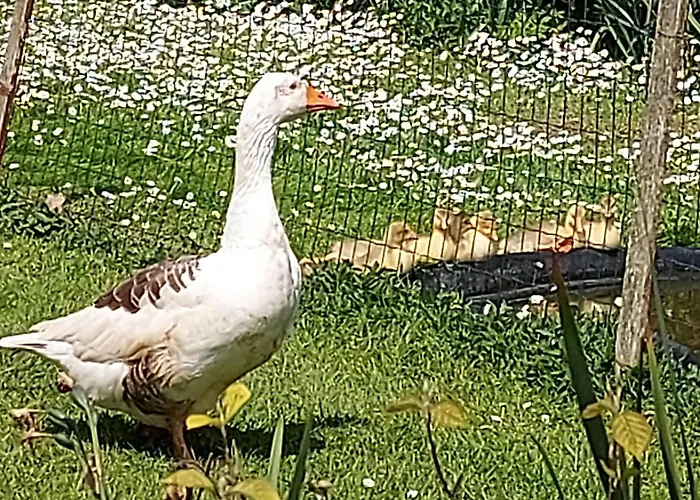Alojamento de Acomodação e Pequeno-almoço Maella En Normandie- Confort - *