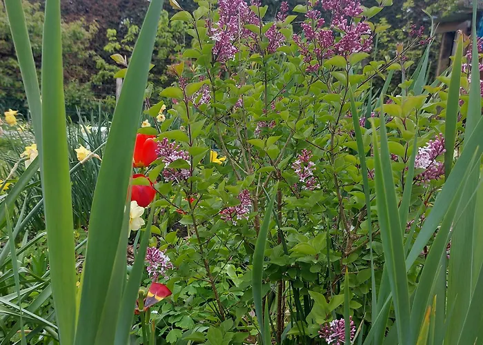 Maella En Normandie- Confort - *